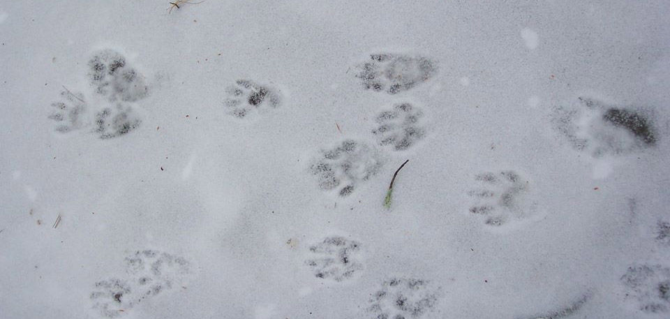Animal tracking at the Pember Nature Preserve